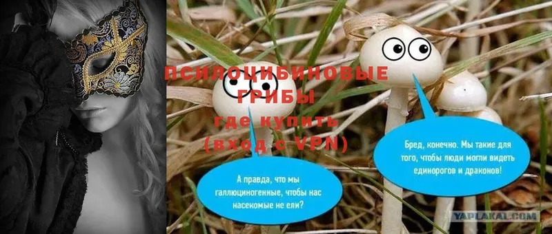 Галлюциногенные грибы Psilocybe  даркнет формула  Кингисепп 